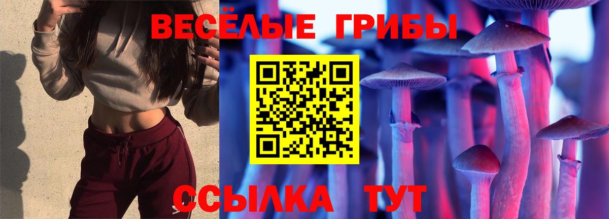 Псилоцибиновые грибы Psilocybine cubensis Междуреченск